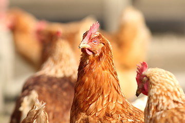 Image showing hen close up on farm yard