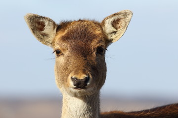 Image showing portrait of fallow deer hind