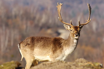 Image showing beautiful fallow deer stag in clearing