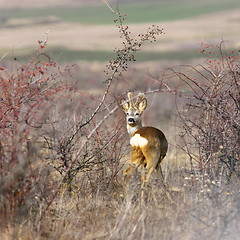 Image showing beautiful roebuck in spring