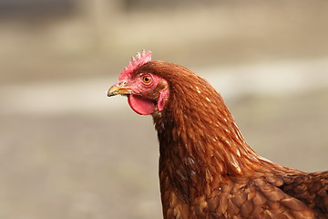 Image showing portrait of brown hen