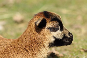 Image showing portrait of newborn goat