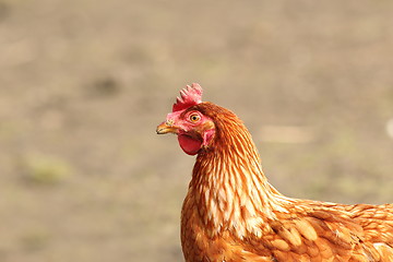 Image showing beige hen close up