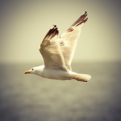 Image showing vintage image of seagull in flight