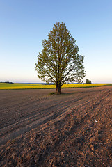 Image showing tree in the field  