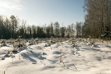 Image showing pine trees,  snow  