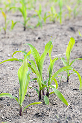 Image showing Field of green corn  