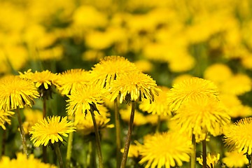 Image showing   yellow dandelion flowers