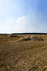 Image showing harvesting cereals ,  Agriculture