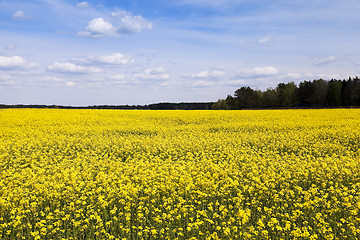 Image showing Field with rape  