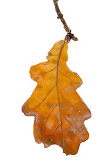 Image showing Yellow oak leaf  