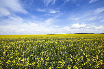 Image showing flowering canola. spring  