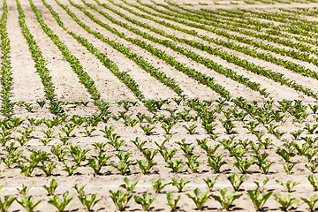 Image showing field with beetroot  