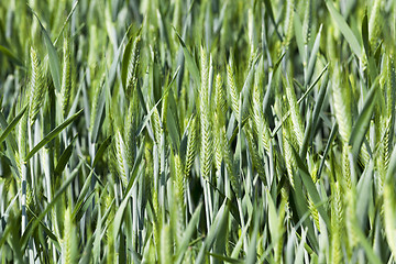 Image showing cultivation of cereals. Spring  