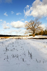 Image showing lonely tree ,  snow.