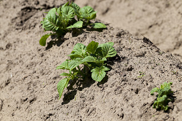 Image showing potato field. close-up  