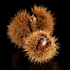 Image showing Chestnuts on a black reflective background