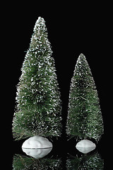 Image showing Miniature pine trees