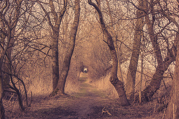 Image showing Spooky trail in a forest