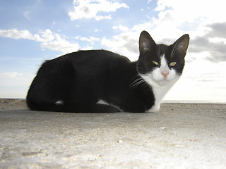 Image showing Cat with clouds