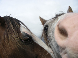 Image showing Horseplay