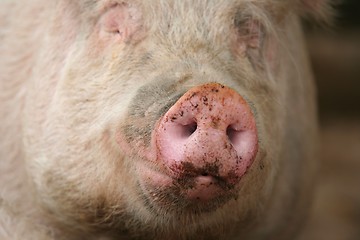 Image showing Snout of a Pig