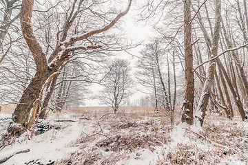 Image showing Forest at wintertime with snow