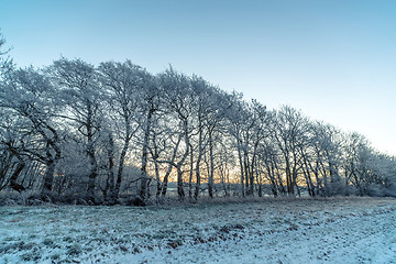 Image showing Trees on a frosty morning