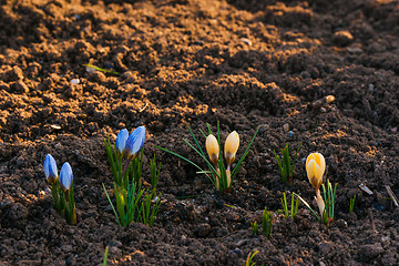 Image showing Crocus flowers in the soil