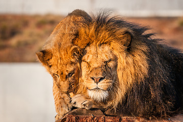Image showing Lions resting in the sun