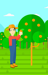 Image showing Farmer collecting oranges.