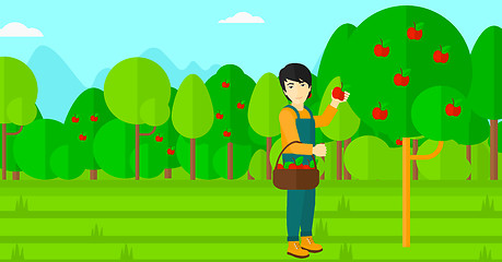 Image showing Farmer collecting apples.