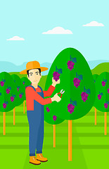 Image showing Farmer collecting grapes.