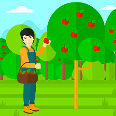 Image showing Farmer collecting apples.