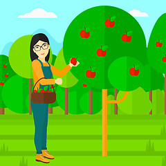 Image showing Farmer collecting apples.