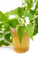 Image showing Healthy herb tea