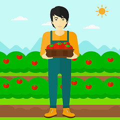 Image showing Farmer collecting tomatos.