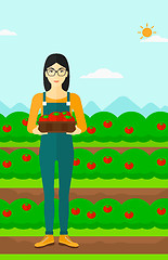 Image showing Farmer collecting tomatos.