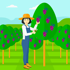 Image showing Farmer collecting grapes.