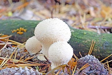 Image showing Puffball