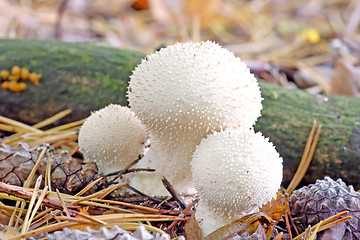 Image showing Puffballs
