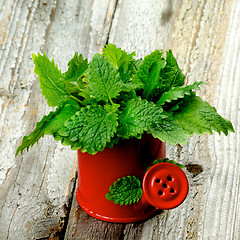 Image showing Fresh Lemon Balm