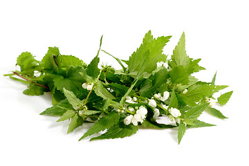 Image showing Stinging Nettle