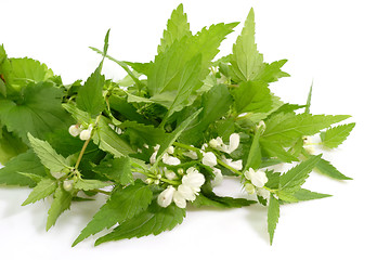 Image showing Stinging Nettles