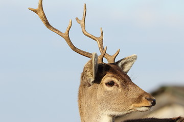 Image showing portrait of young fallow deer
