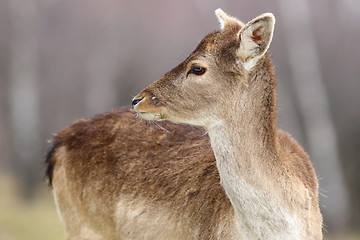Image showing fallow deer calf close-up