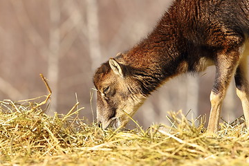 Image showing mouflon calf eating hay