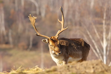 Image showing fallow deer buck 
