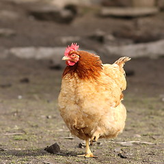 Image showing hen sitting alone