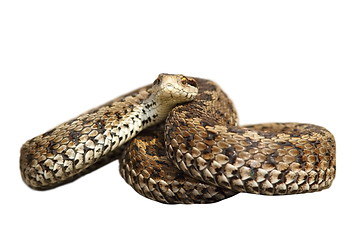 Image showing female european viper over white background